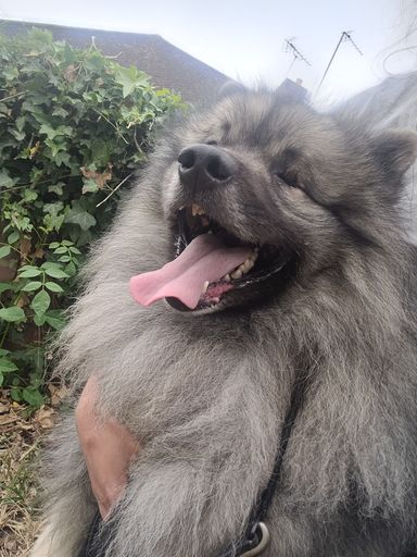 Mishio the Keeshond 