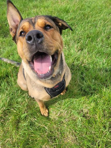 Ember Akita X Rottie 